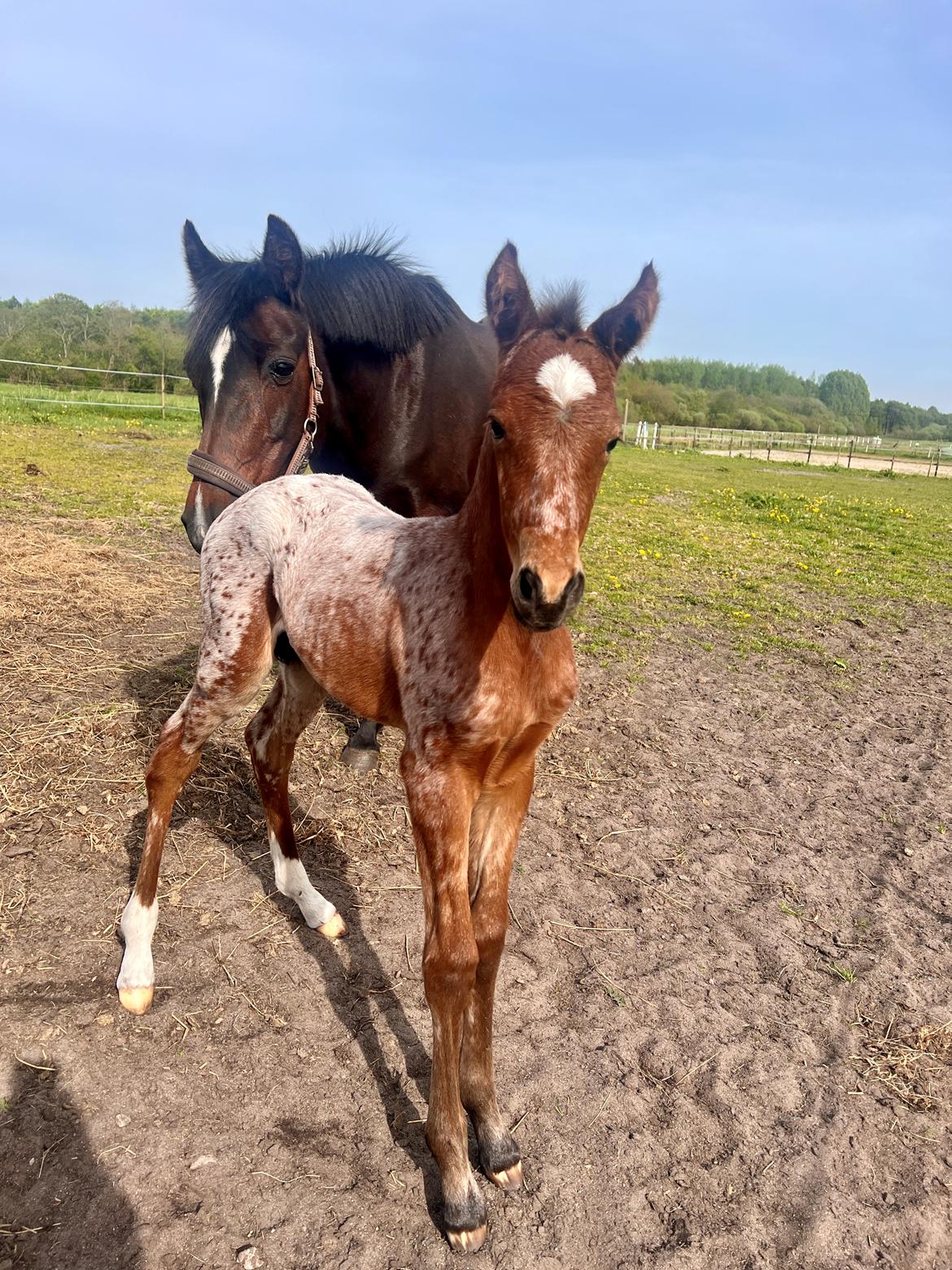 Knabstrupper Ingemanns Java billede 1