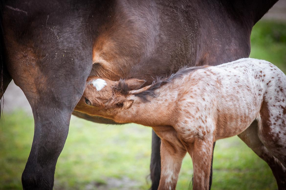 Knabstrupper Ingemanns Java billede 3