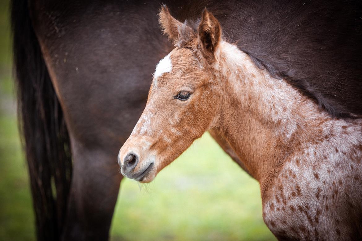 Knabstrupper Ingemanns Java billede 4