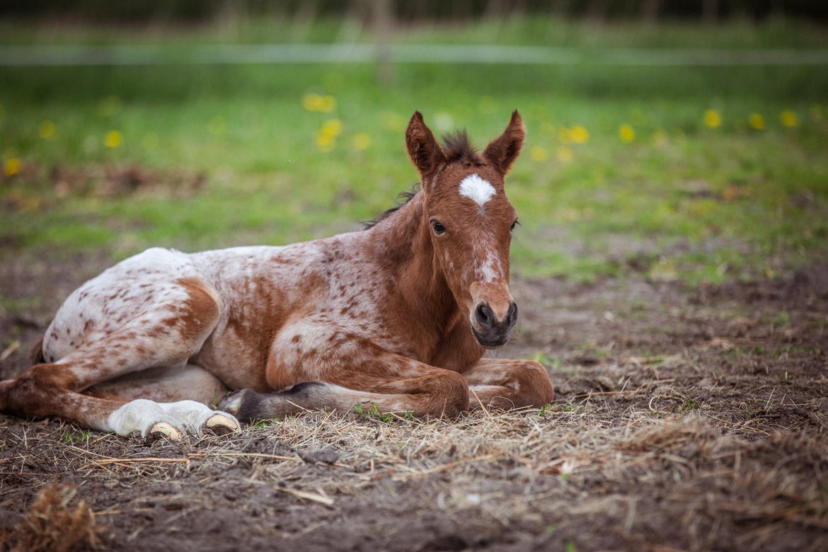 Knabstrupper Ingemanns Java billede 5
