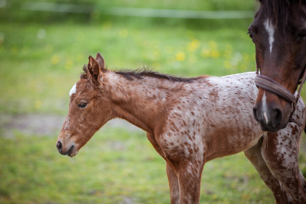 Knabstrupper Ingemanns Java billede 6