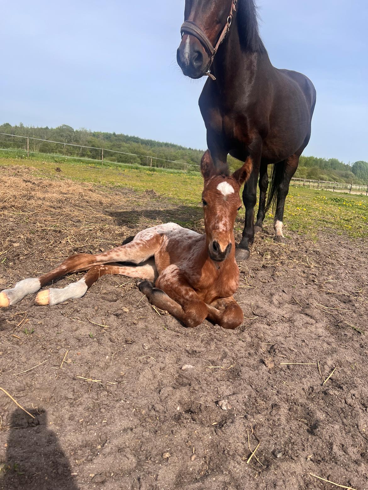 Knabstrupper Ingemanns Java billede 2