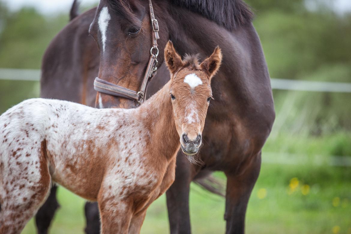 Knabstrupper Ingemanns Java billede 7