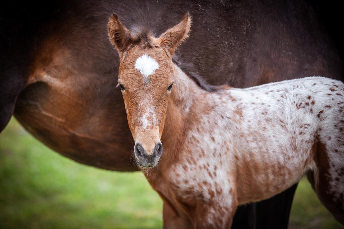 Knabstrupper Ingemanns Java billede 8