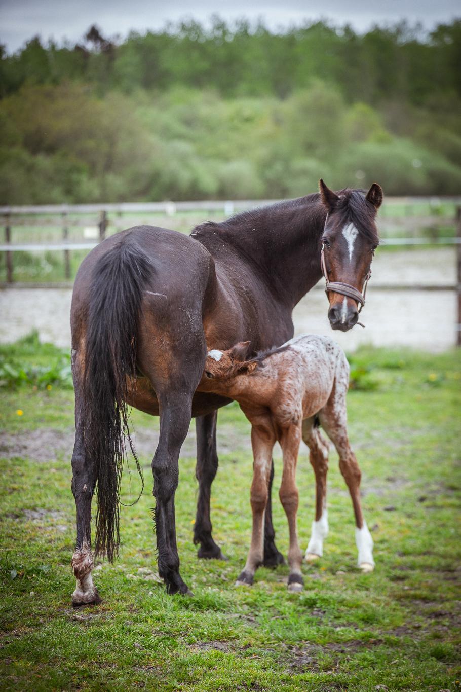 Knabstrupper Ingemanns Java billede 9