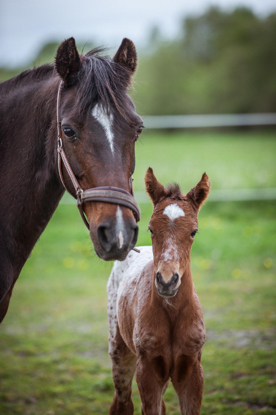 Knabstrupper Ingemanns Java billede 10