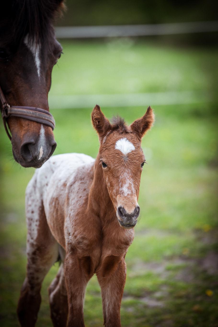 Knabstrupper Ingemanns Java billede 11