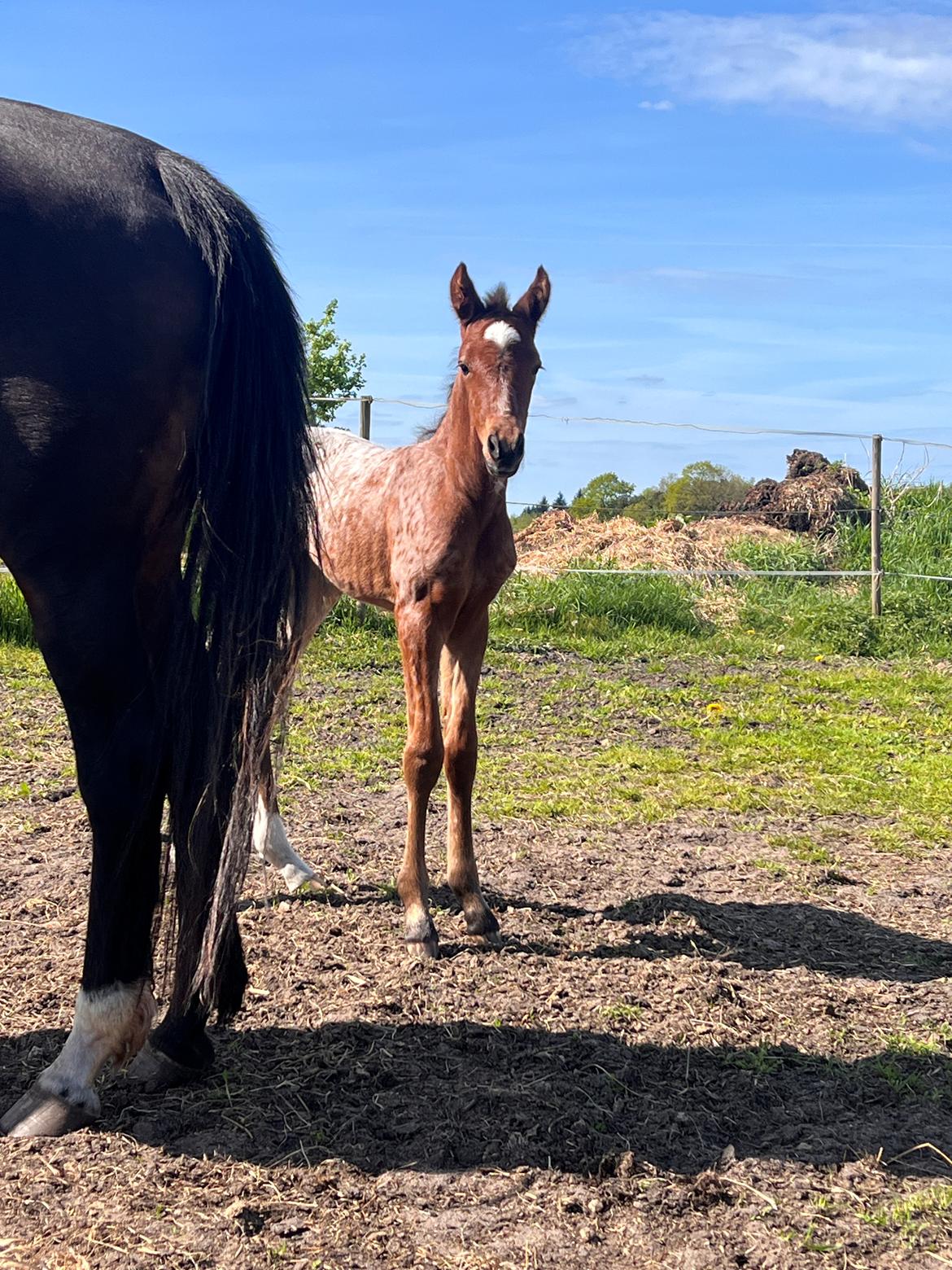 Knabstrupper Ingemanns Java billede 12