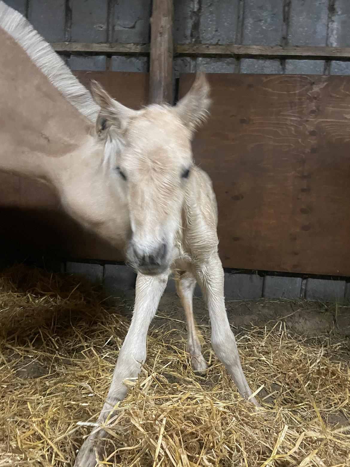 Fjordhest Theodoras Havana billede 13