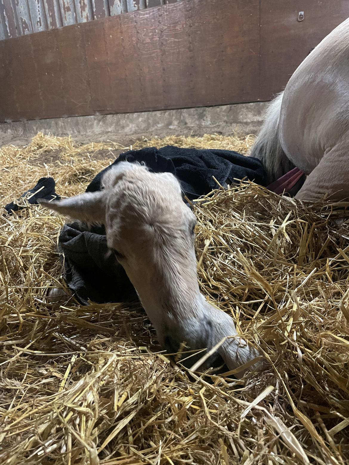 Fjordhest Theodoras Havana billede 15