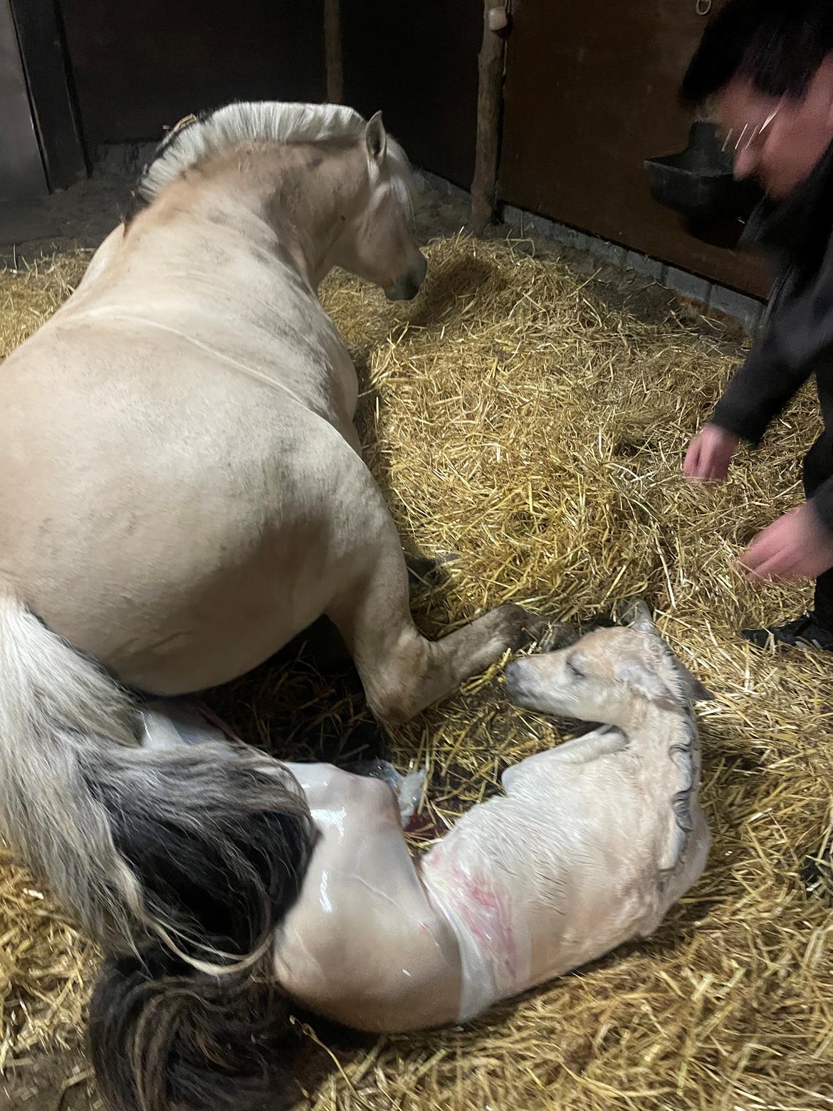 Fjordhest Theodoras Havana billede 16