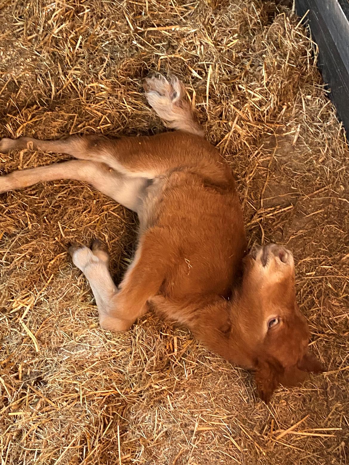 Shetlænder Team Hammer's Anna-Bell billede 2