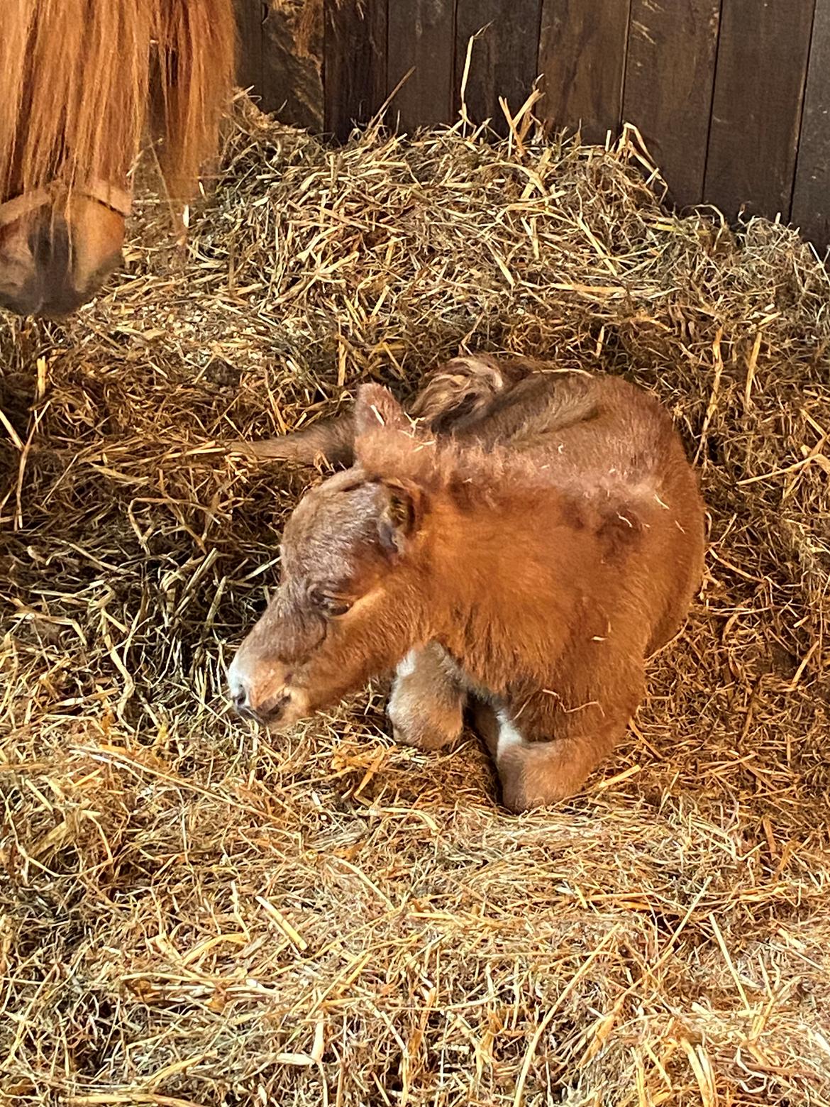 Shetlænder Team Hammer's Anna-Bell billede 3