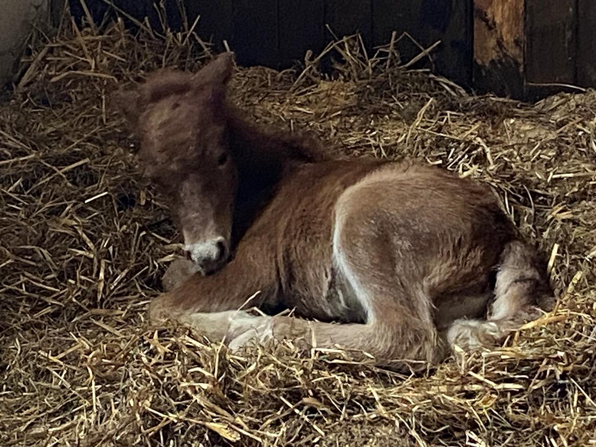 Shetlænder Team Hammer's Anna-Bell billede 1