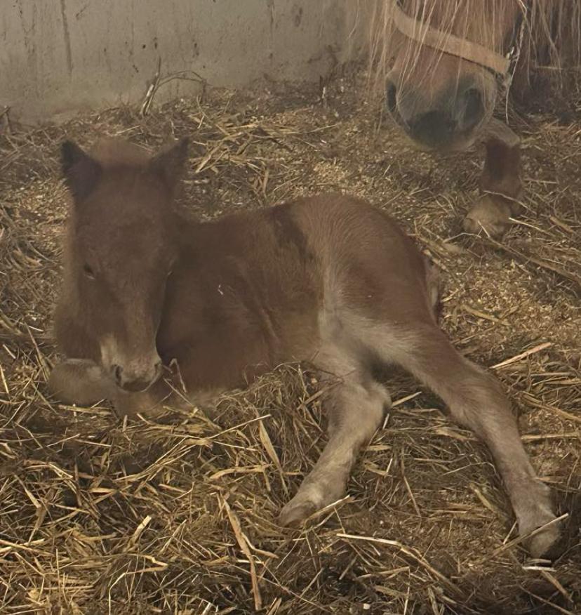 Shetlænder Team Hammer's Anna-Bell billede 5