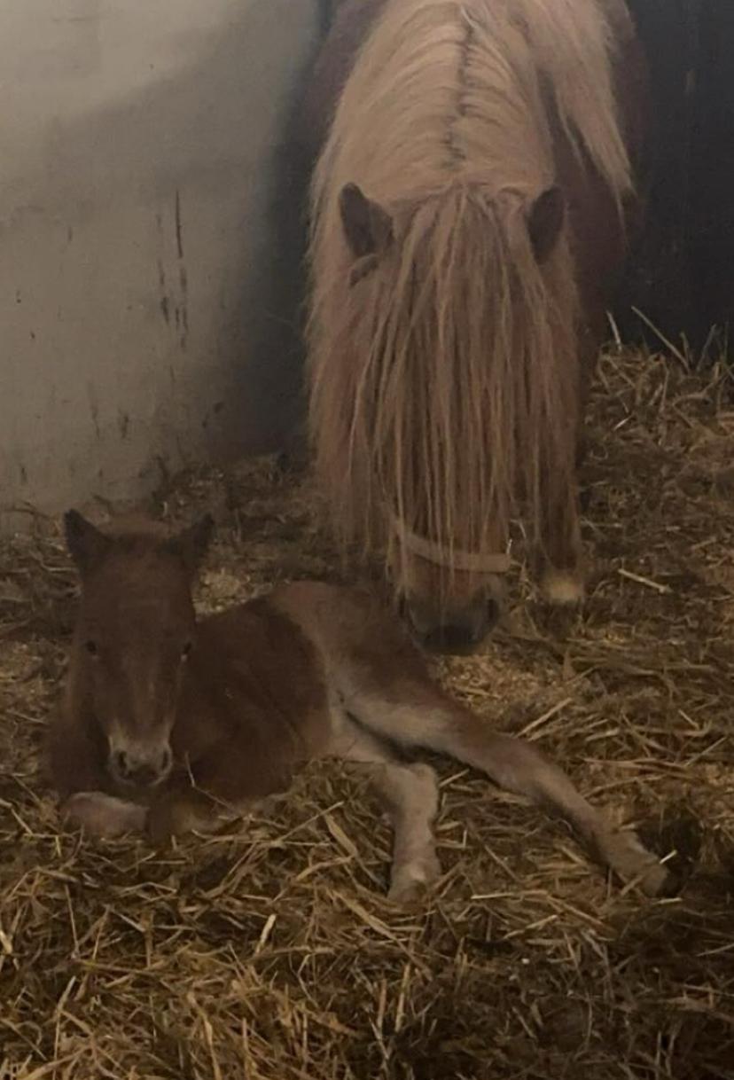 Shetlænder Team Hammer's Anna-Bell billede 6
