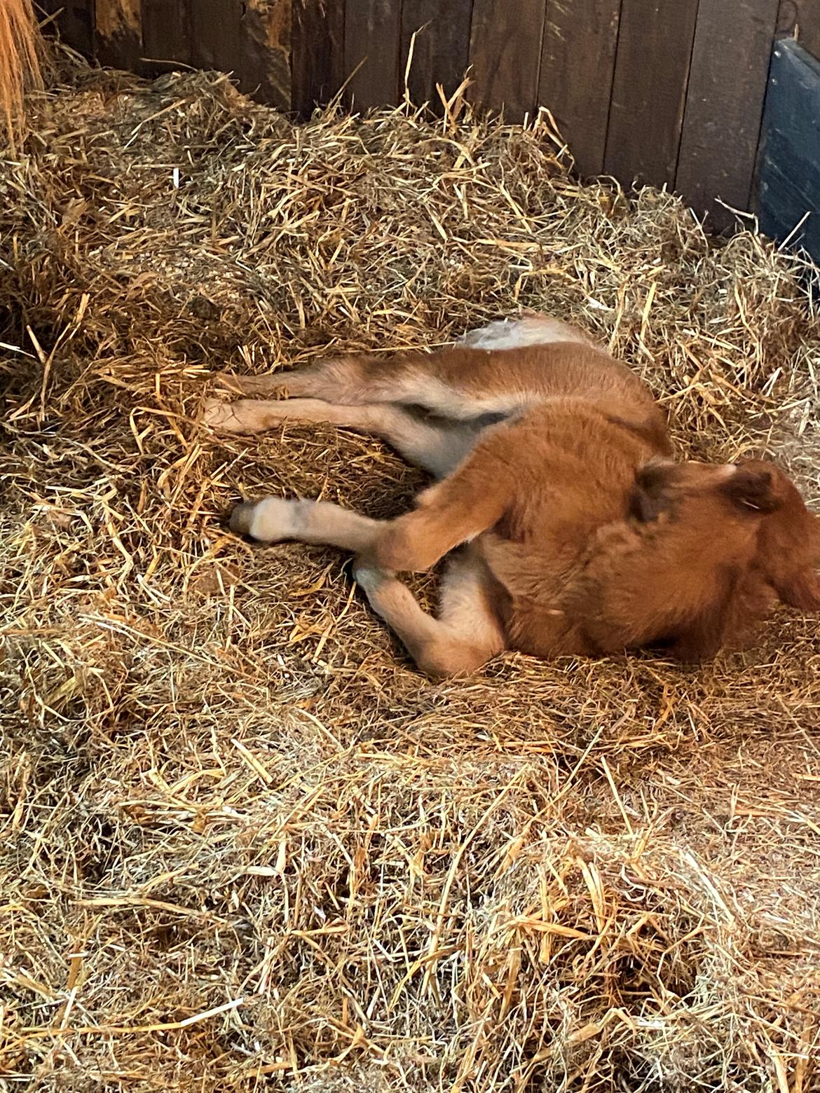 Shetlænder Team Hammer's Anna-Bell billede 4