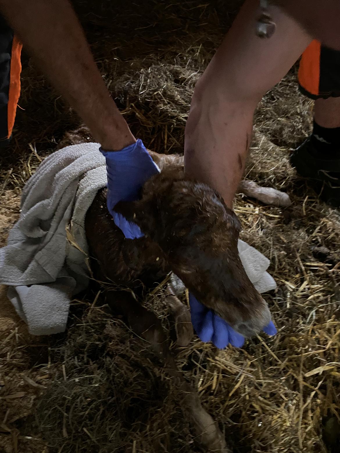 Shetlænder Team Hammer's Anna-Bell billede 8