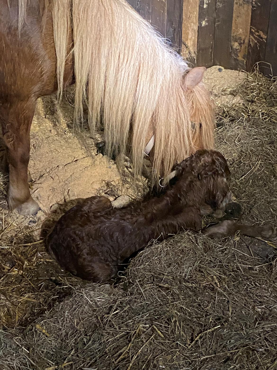 Shetlænder Team Hammer's Anna-Bell billede 7
