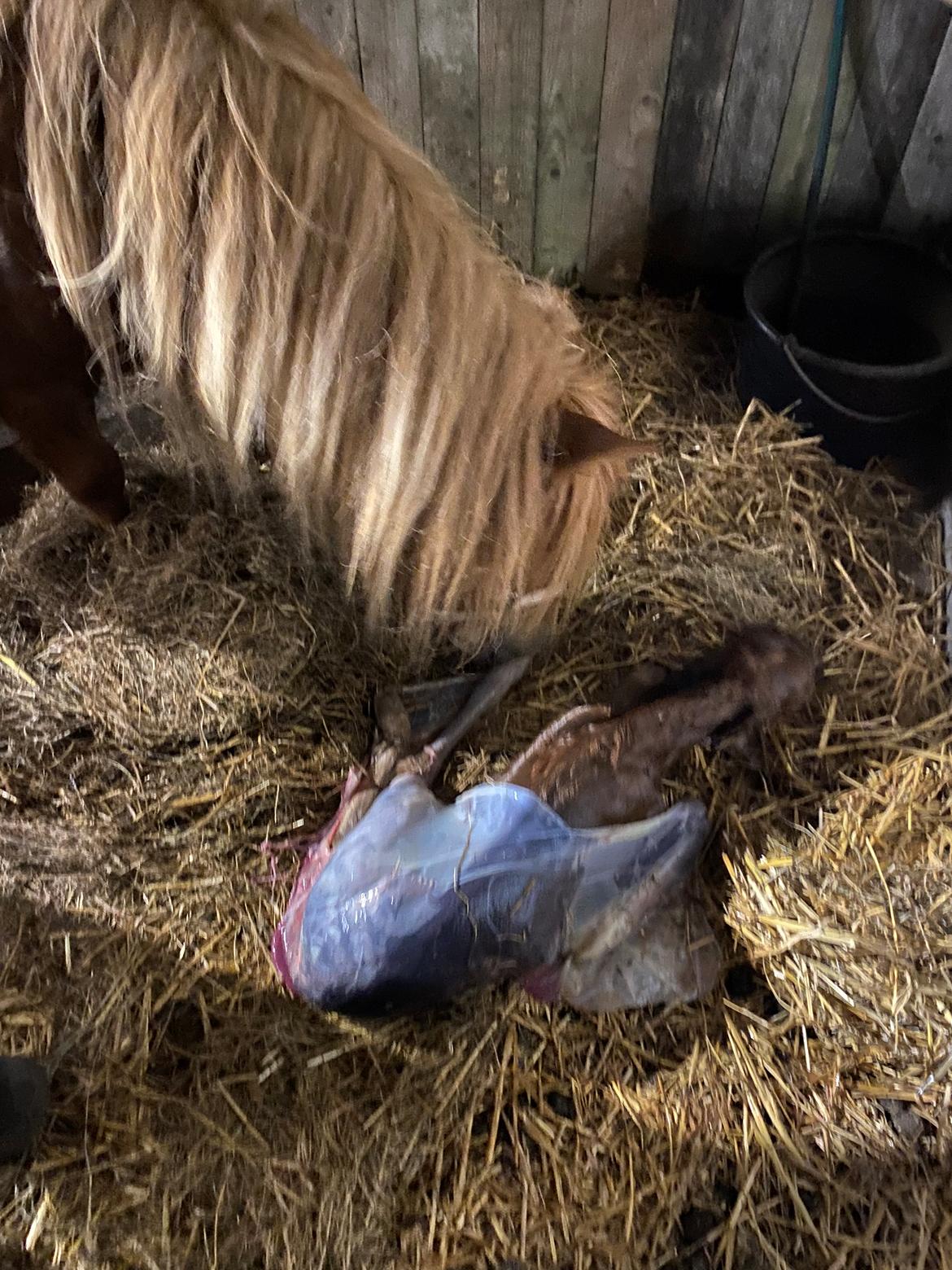 Shetlænder Team Hammer's Anna-Bell billede 9