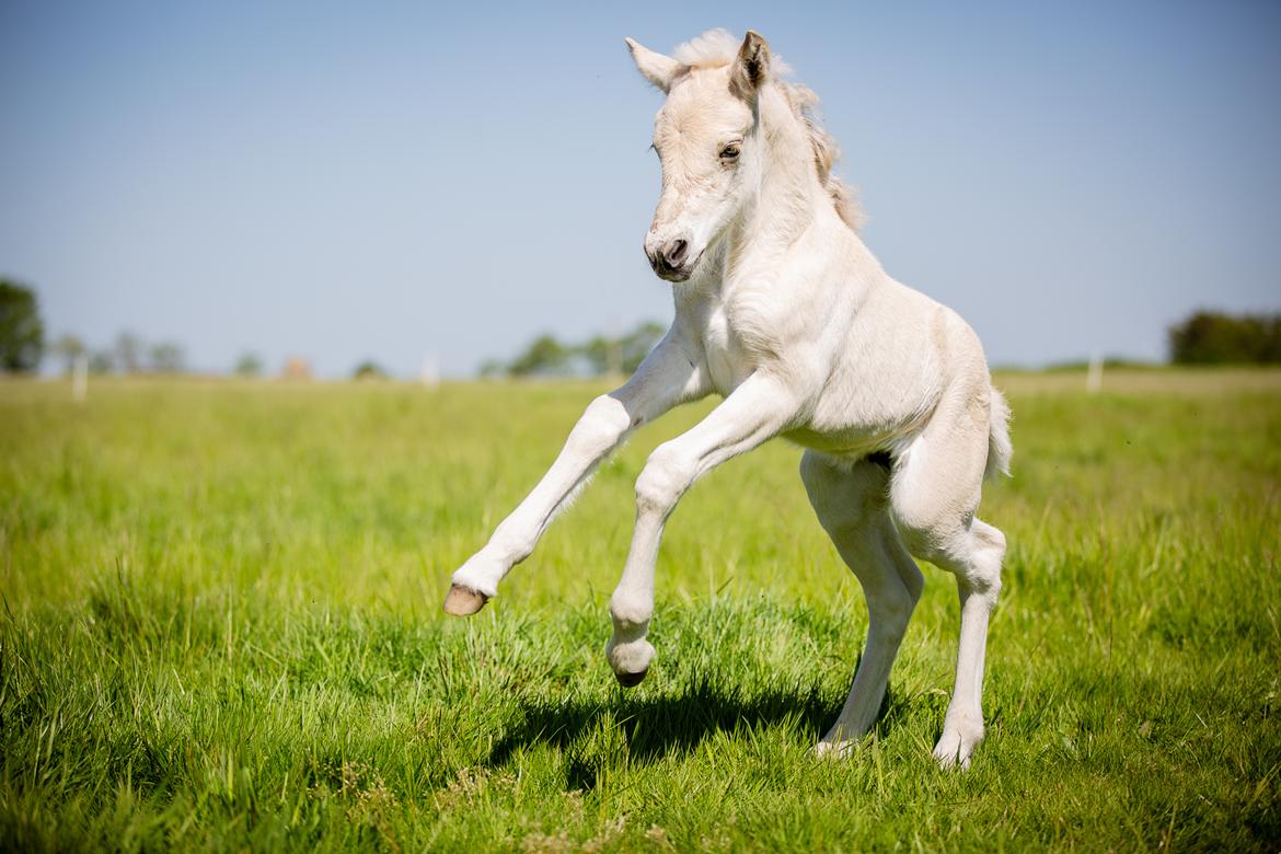 Fjordhest Theodoras Havana - 5 dage gammel billede 11