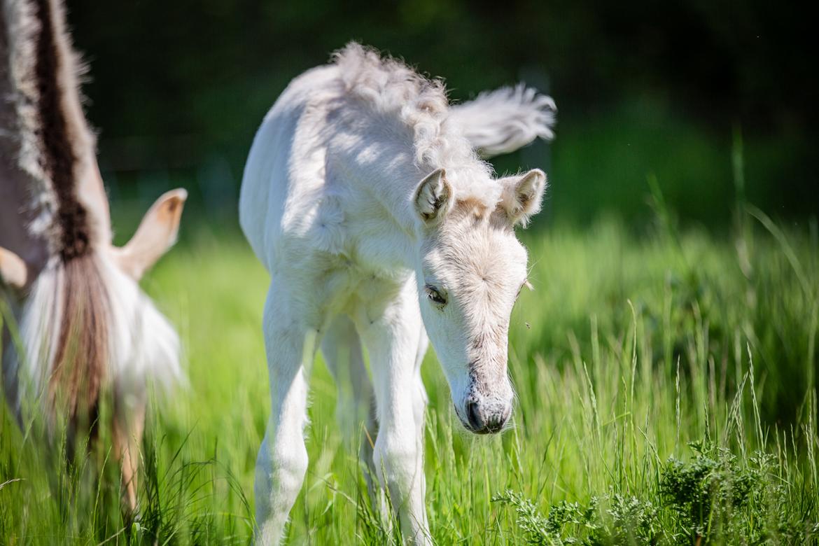 Fjordhest Theodoras Havana - 5 dage gammel billede 14