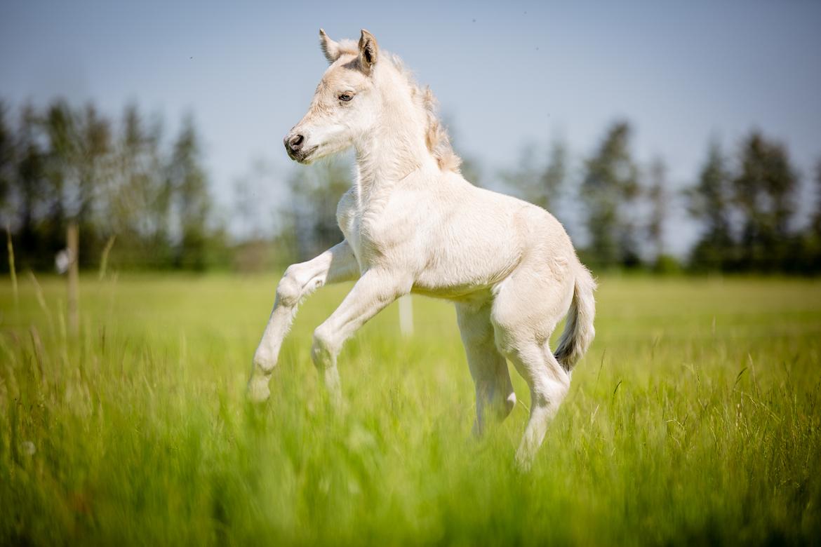 Fjordhest Theodoras Havana - 5 dage gammel billede 6