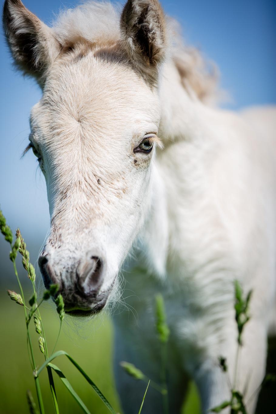 Fjordhest Theodoras Havana - 5 dage gammel billede 19
