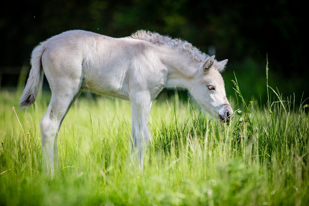 Fjordhest Theodoras Havana - 5 dage gammel billede 12