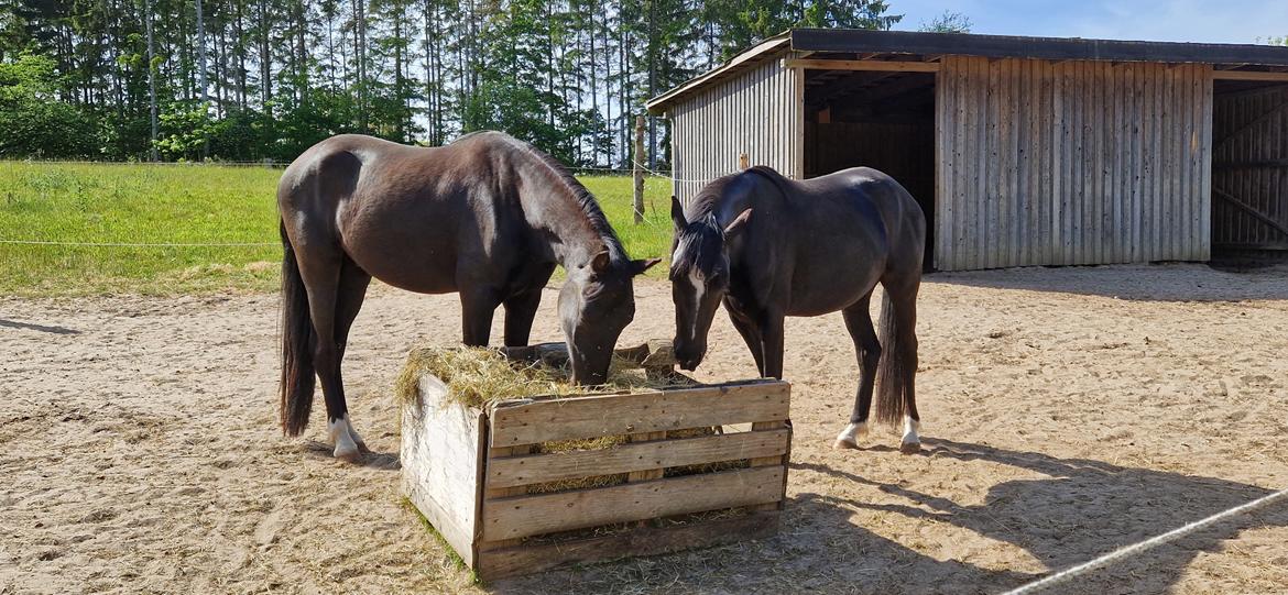 DSP TS Black Velvet - Forår 2023: Velvet sammen med Harmony, hendes bedste ven<3 Til tider oplever vi at folk spørger om de er i familie, da de har samme farve og tilfældigvis også har meget ens aftegn på benene >< billede 3