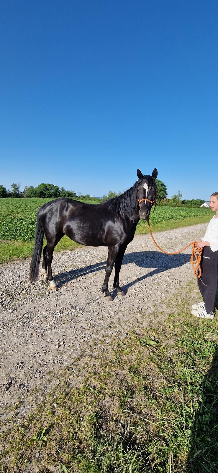 DSP TS Black Velvet - Sommer 2023: Velvet og min lillesøster, Silke. billede 18