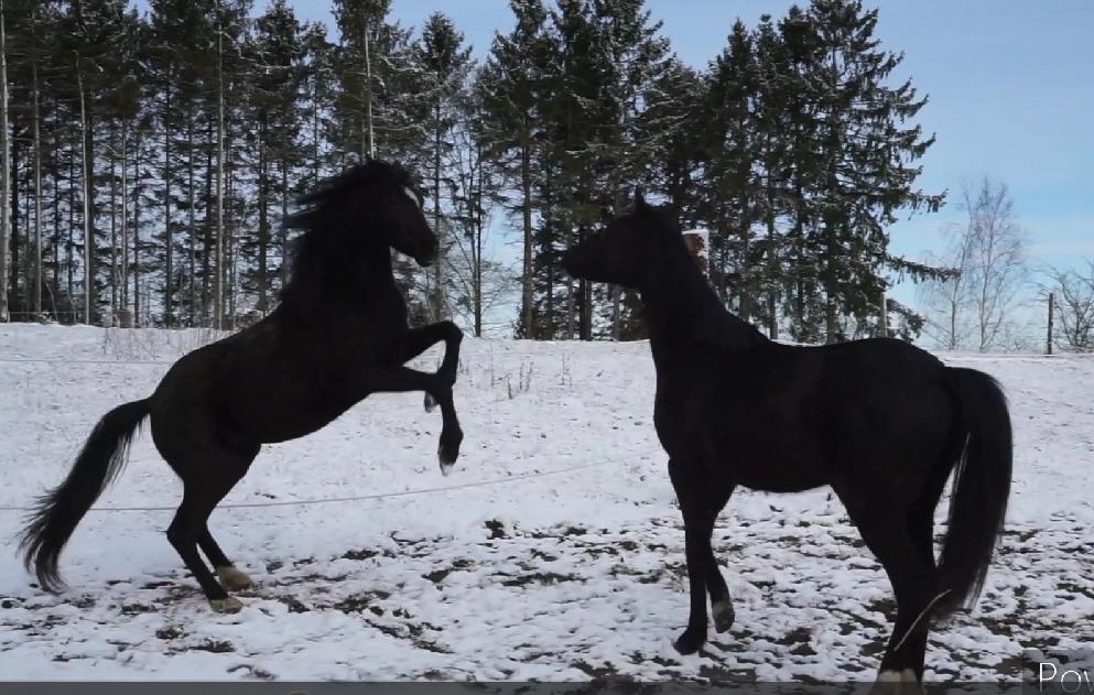 DSP TS Black Velvet - Marts 2023: Velvet til venstre, Harmony til højre. billede 19