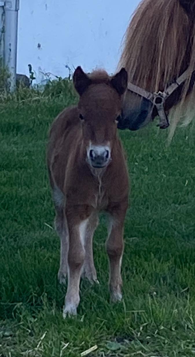 Shetlænder Team Hammer's Anna-Bell billede 10