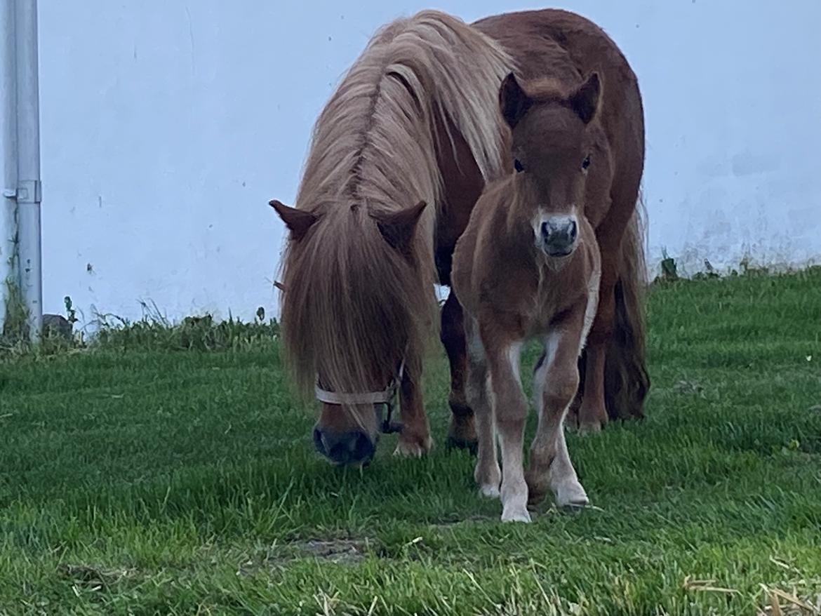 Shetlænder Team Hammer's Anna-Bell billede 12