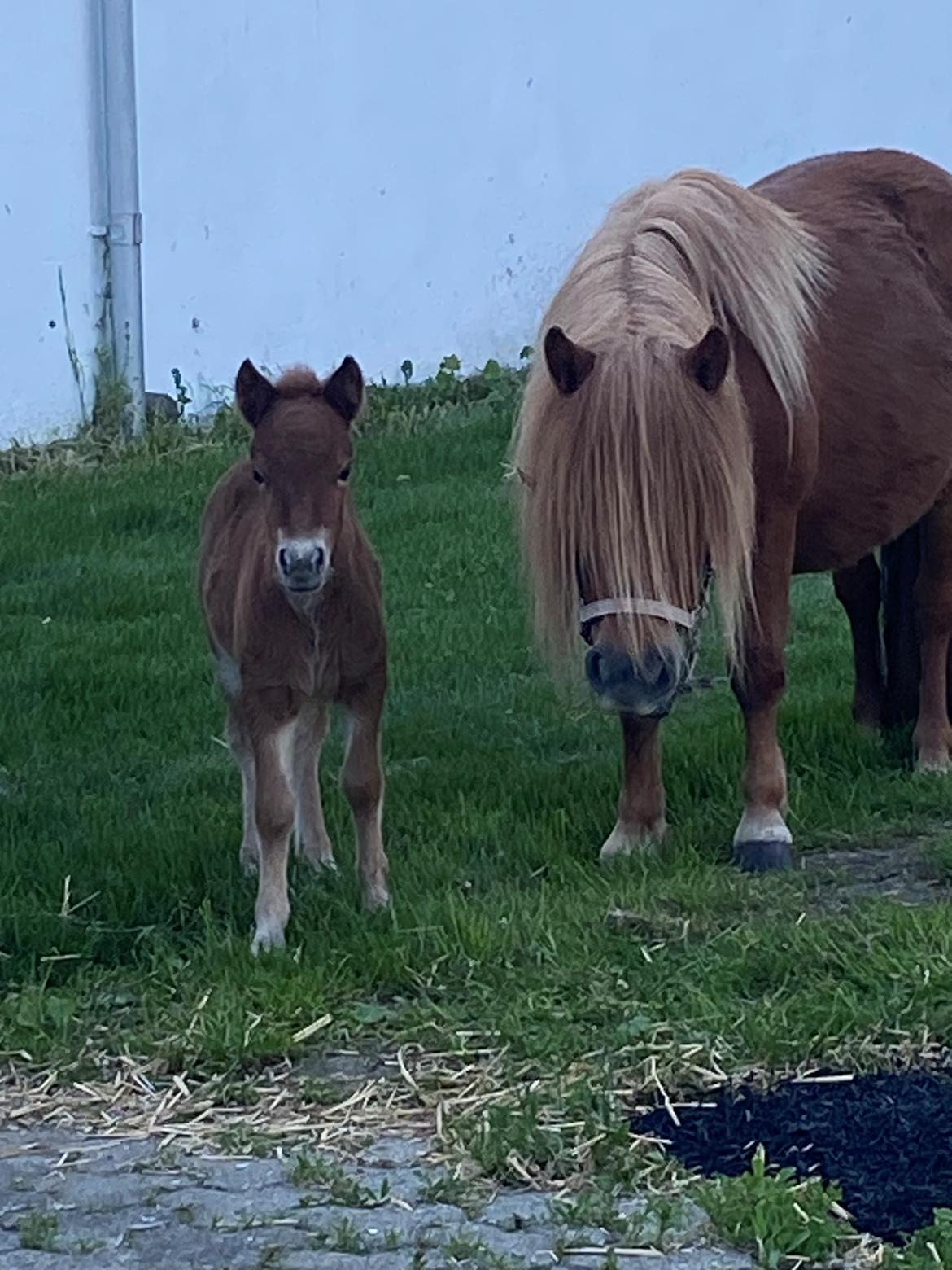 Shetlænder Team Hammer's Anna-Bell billede 11