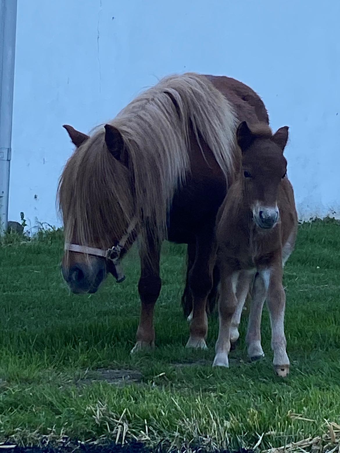 Shetlænder Team Hammer's Anna-Bell billede 13