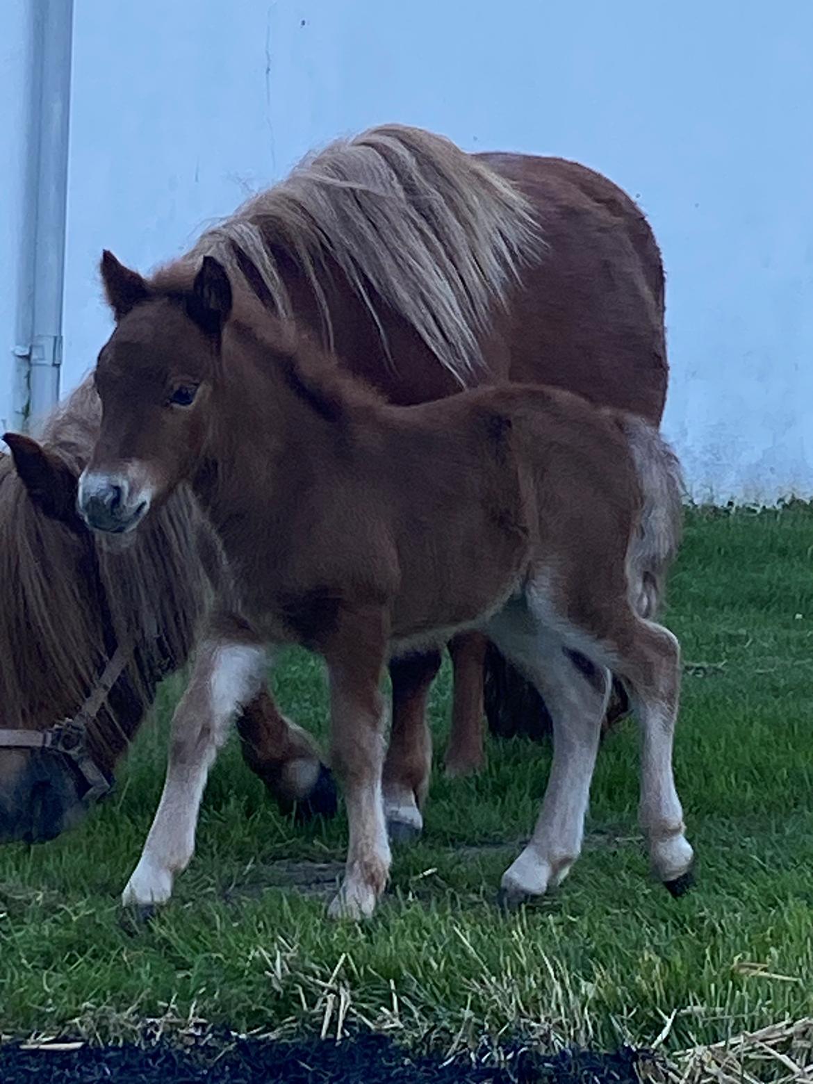 Shetlænder Team Hammer's Anna-Bell billede 14