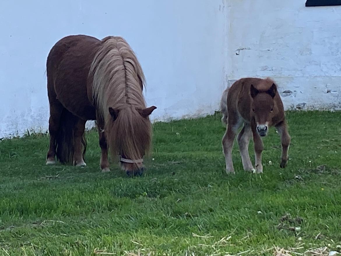 Shetlænder Team Hammer's Anna-Bell billede 15