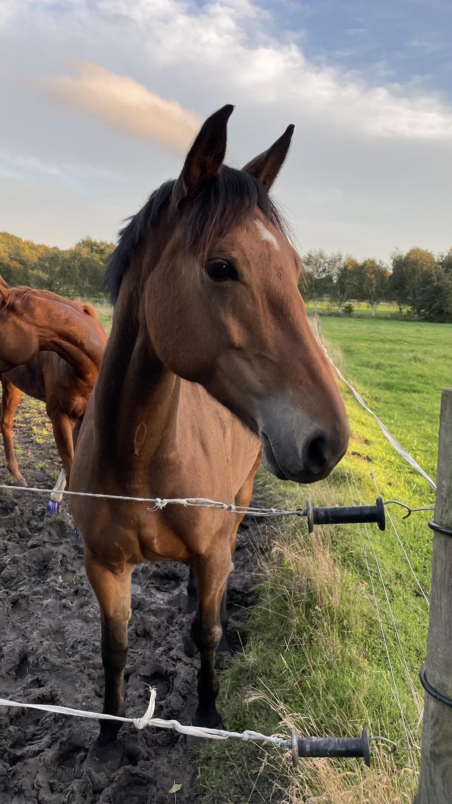 Anden særlig race Dreamer billede 3