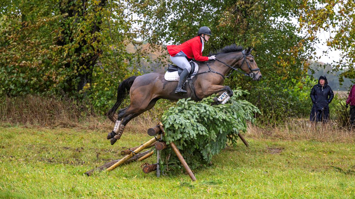 Anden særlig race Dreamer billede 1