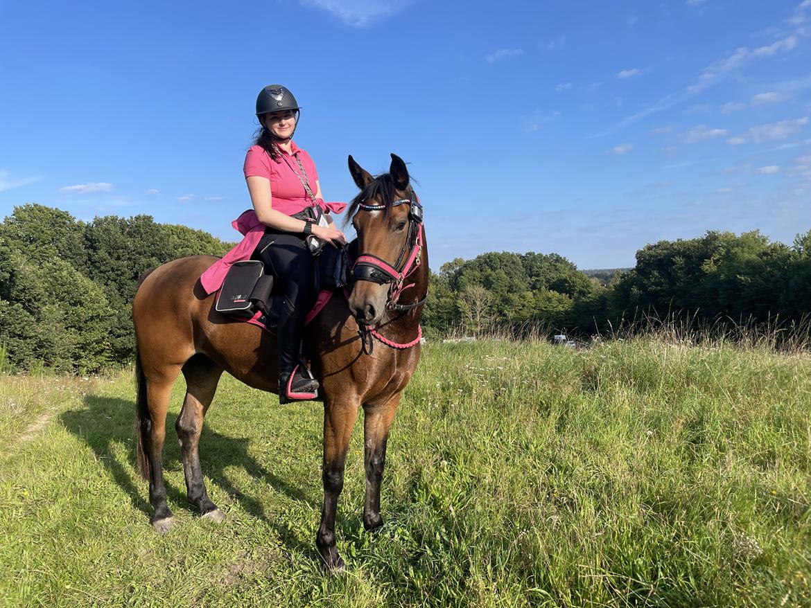 Anden særlig race Dreamer billede 5