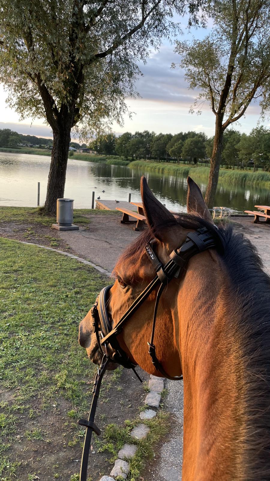 Anden særlig race Dreamer billede 7