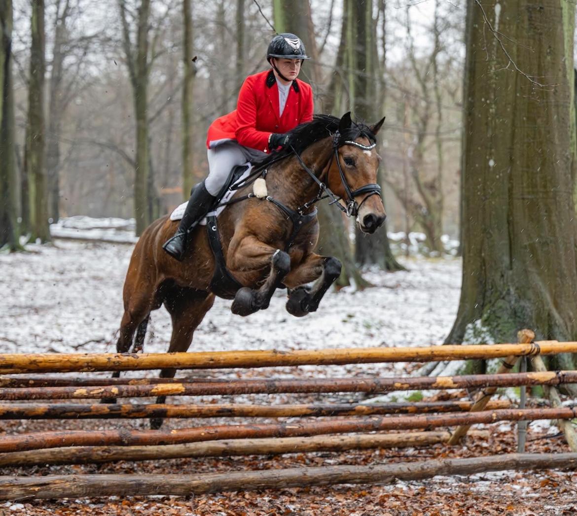 Anden særlig race Dreamer billede 9