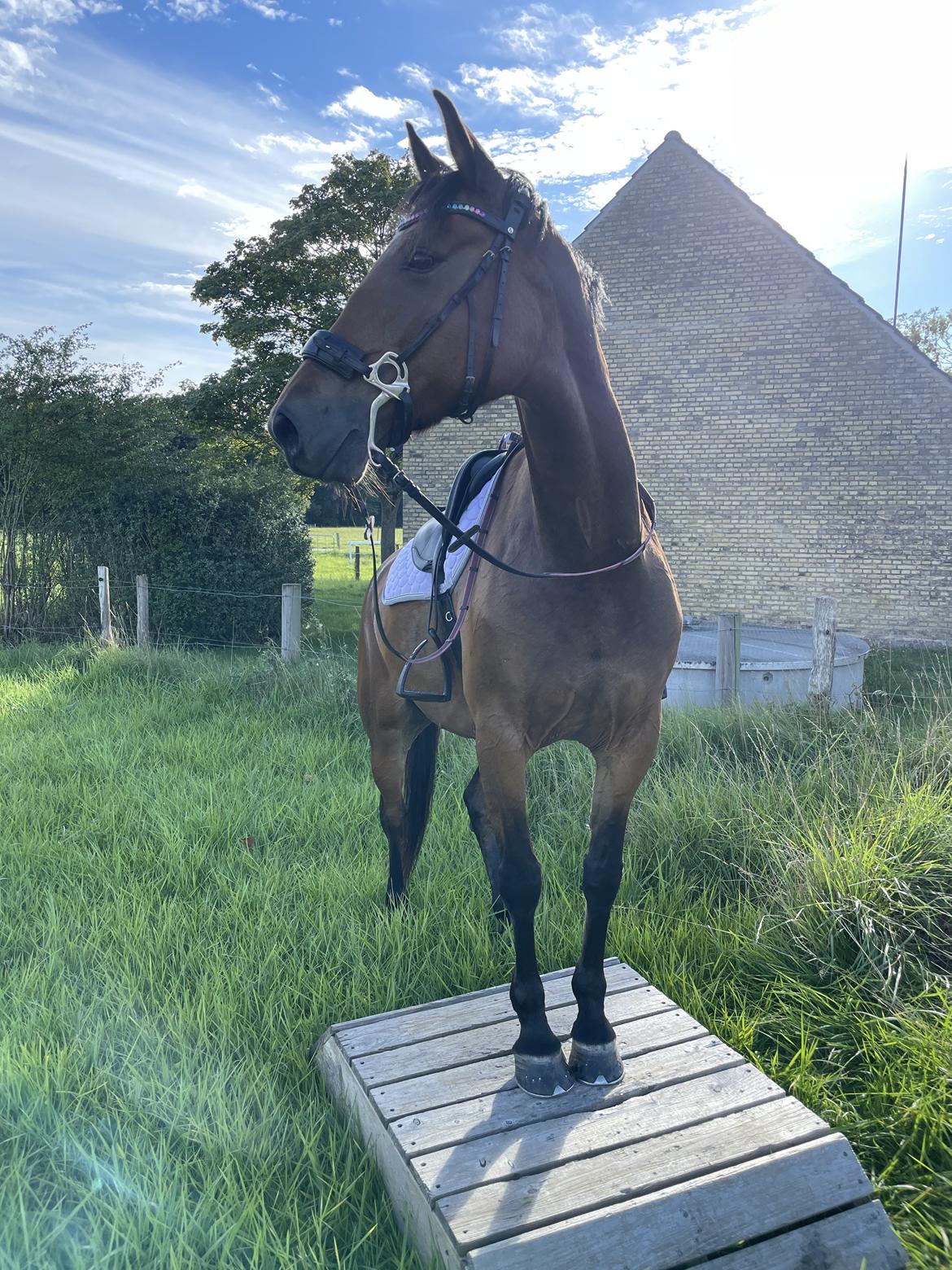 Anden særlig race Dreamer billede 6