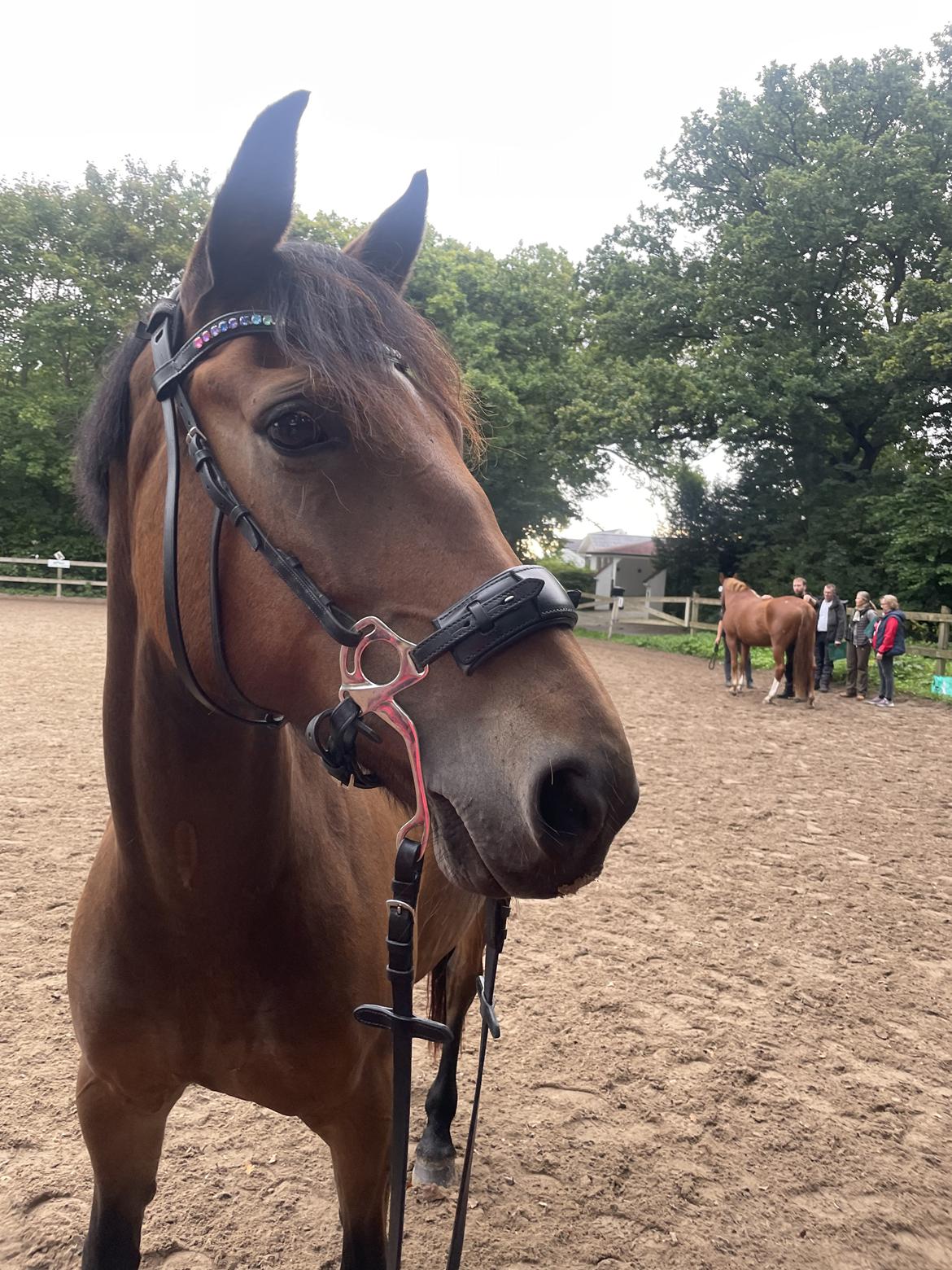Anden særlig race Dreamer billede 11