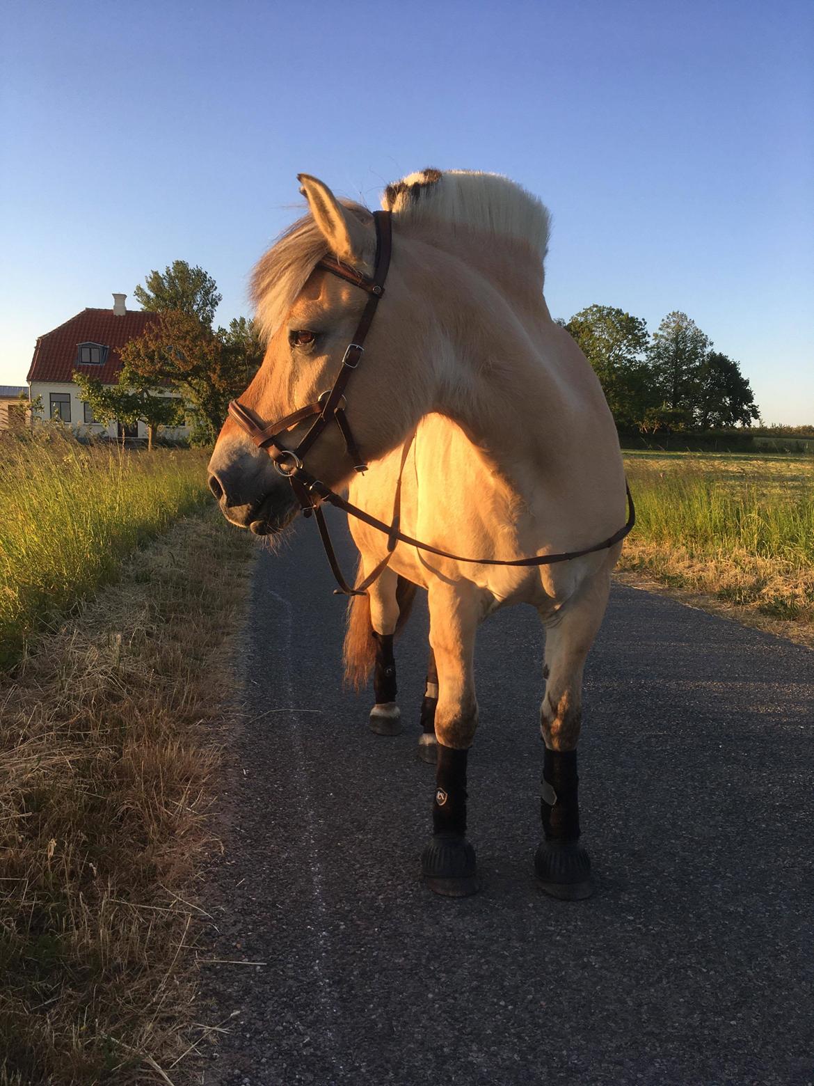 Fjordhest Fjolle billede 4