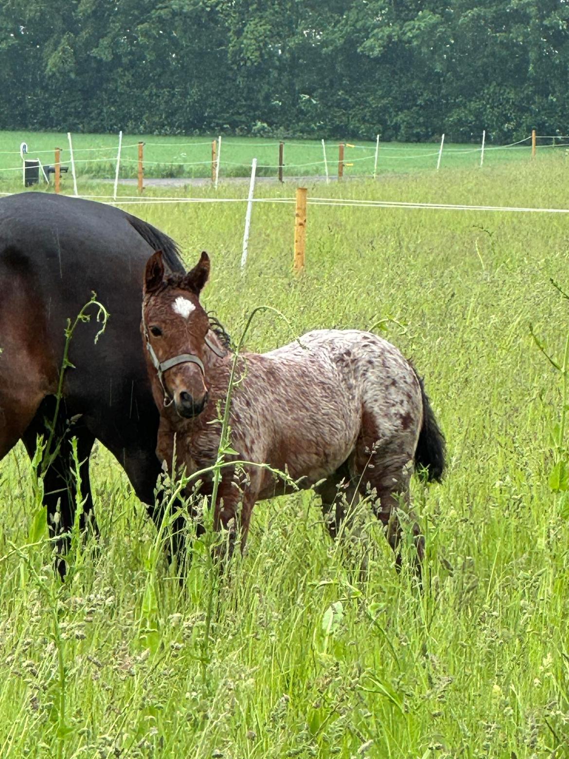 Knabstrupper Ingemanns Java billede 13