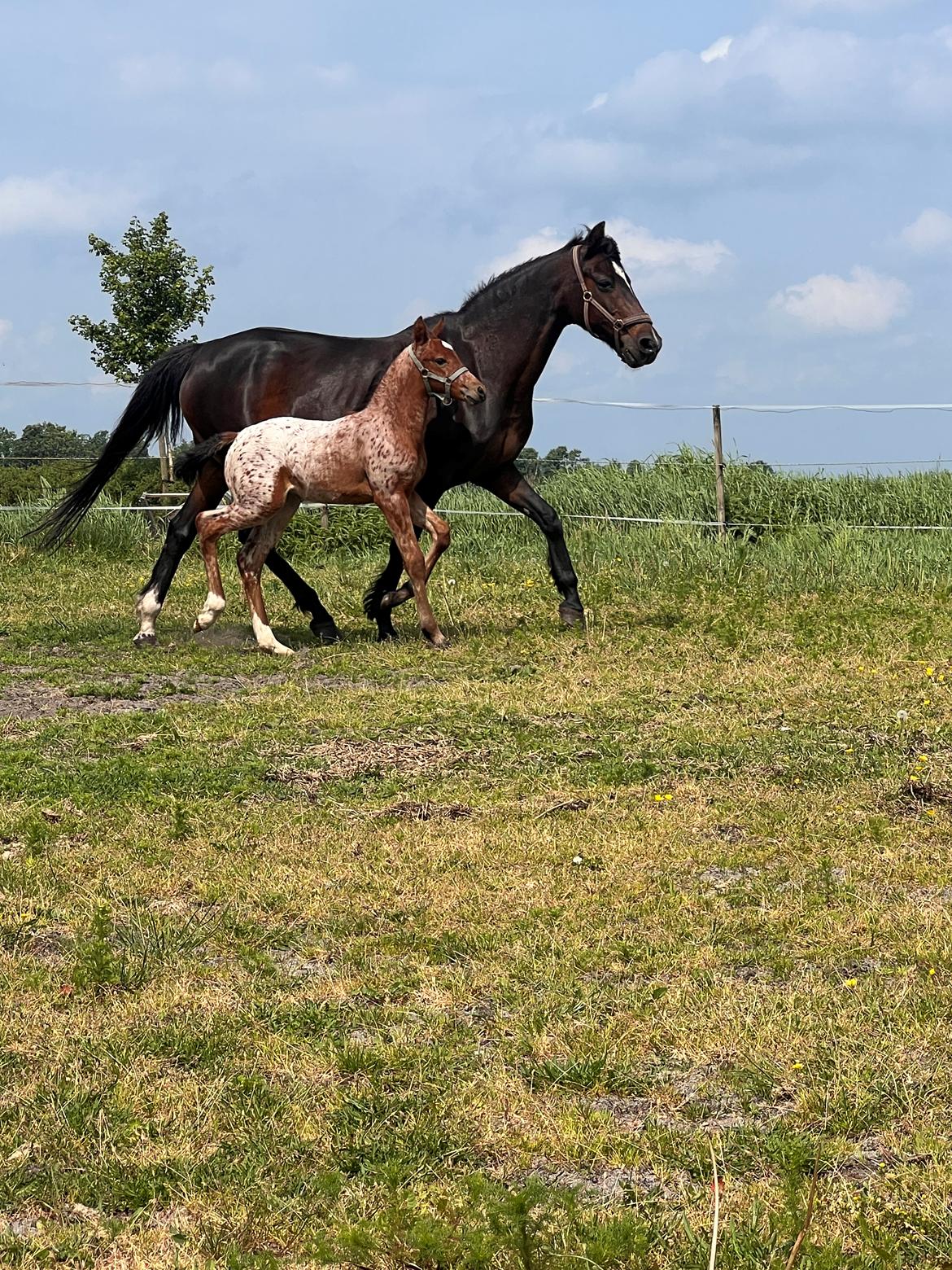 Knabstrupper Ingemanns Java billede 14