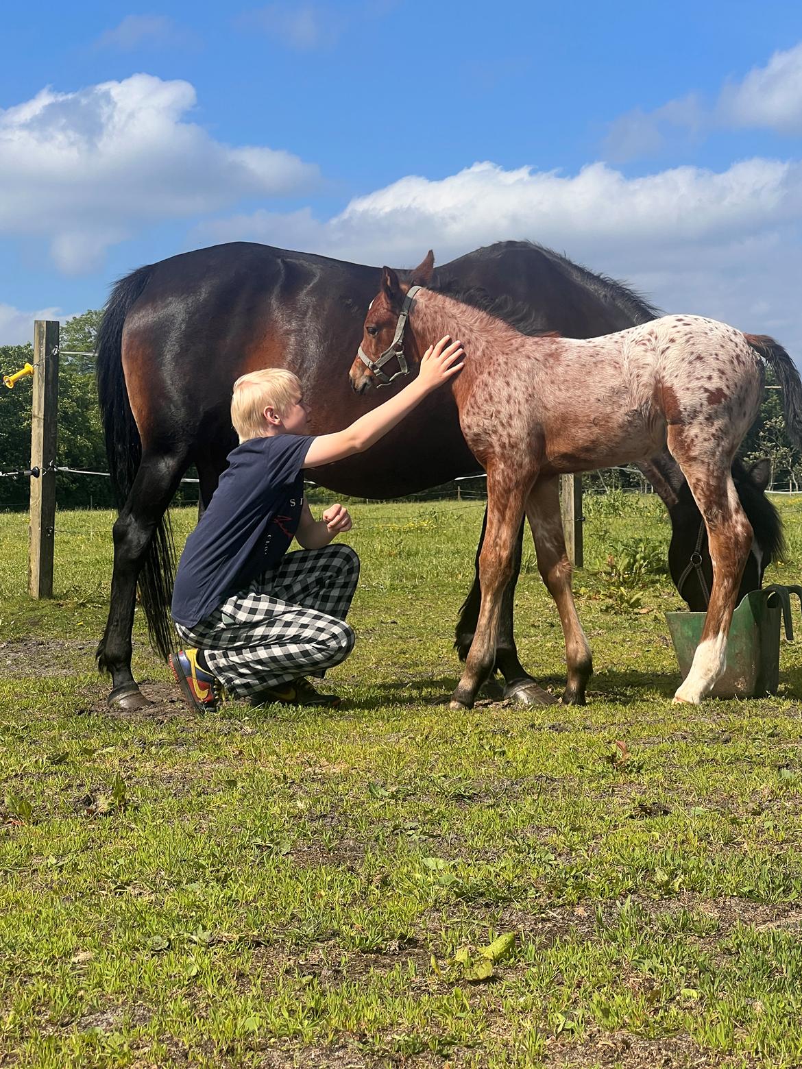 Knabstrupper Ingemanns Java billede 15
