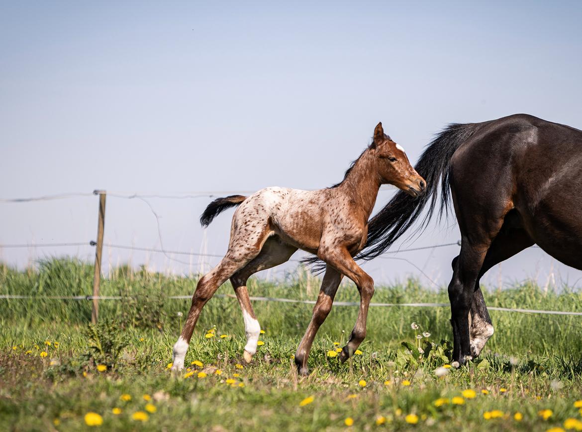Knabstrupper Ingemanns Java billede 16